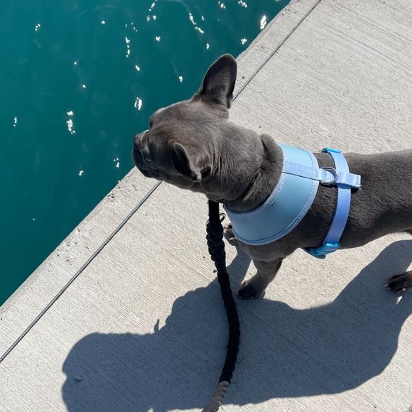 PETsRUS Premium Reversible Dog Harness Reflective Details Blue Beige Rose - Picture 6 of 7